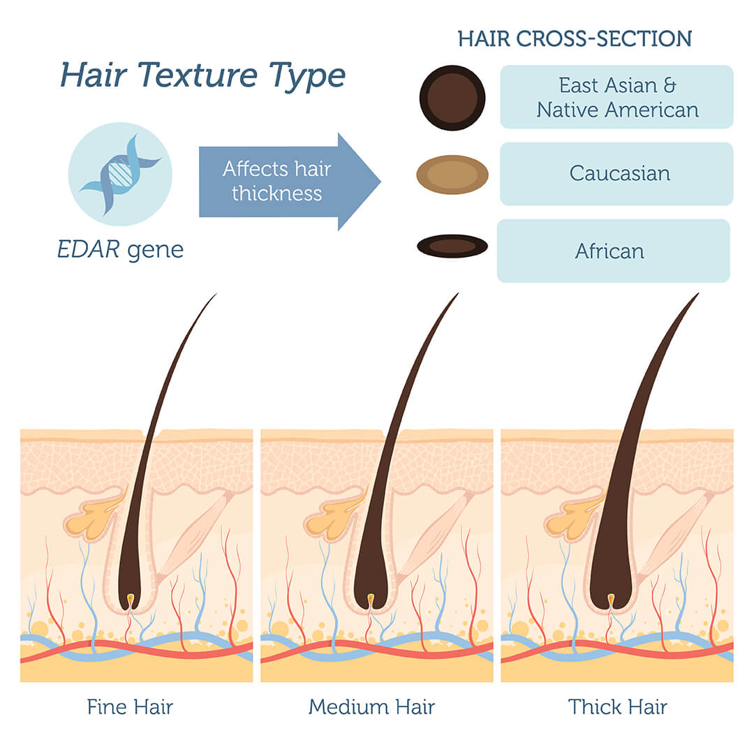 Hair Thickness DNA Test – DNA Access Lab